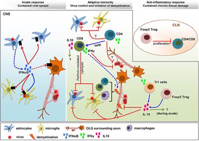 Fine Tuning the Cytokine Storm by IFN and IL-10 Following Neurotropic Coronavirus Encephalomyelitis